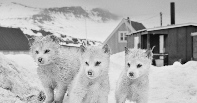 Photo: Ragnar Axelsson