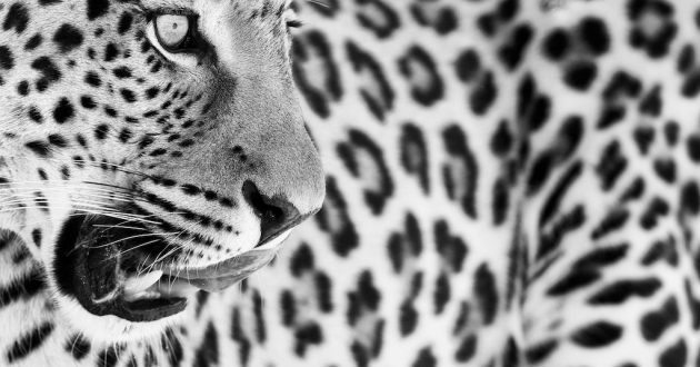 Image©Heinrich van den Berg