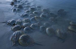 Images©Piotr Naskrecki