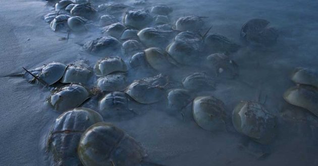 Images©Piotr Naskrecki