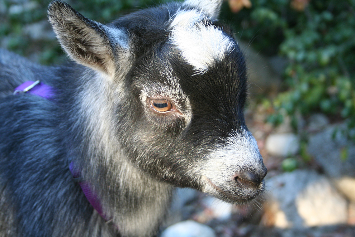 PygmyGoat1 1