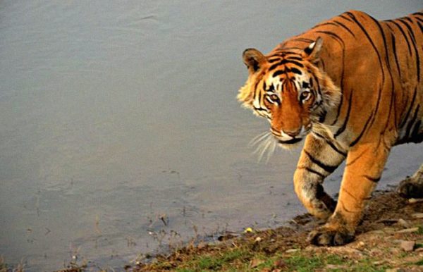 Tailing the Tiger - Sublime