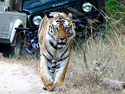 Bengal tiger safari