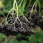 Elderberry