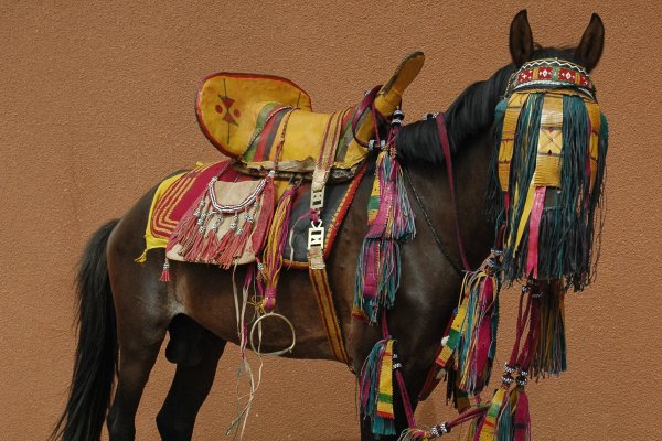 Horse-all-dressed-up