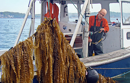 Green wave Bren Kelp