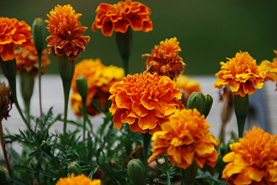 Marigold