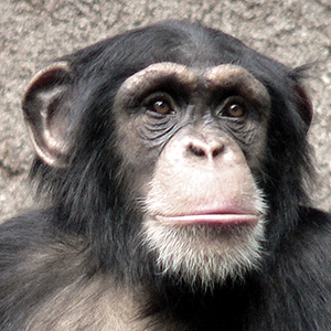 Chimpanzee cropped