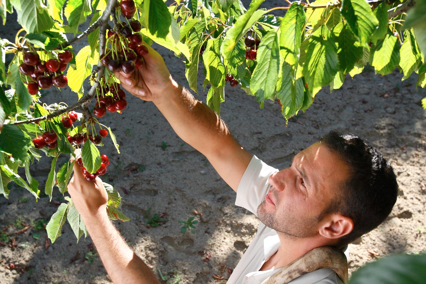 The Queen of Cherries