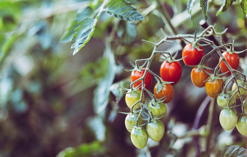 Evolving Agriculture