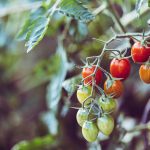 Evolving Agriculture