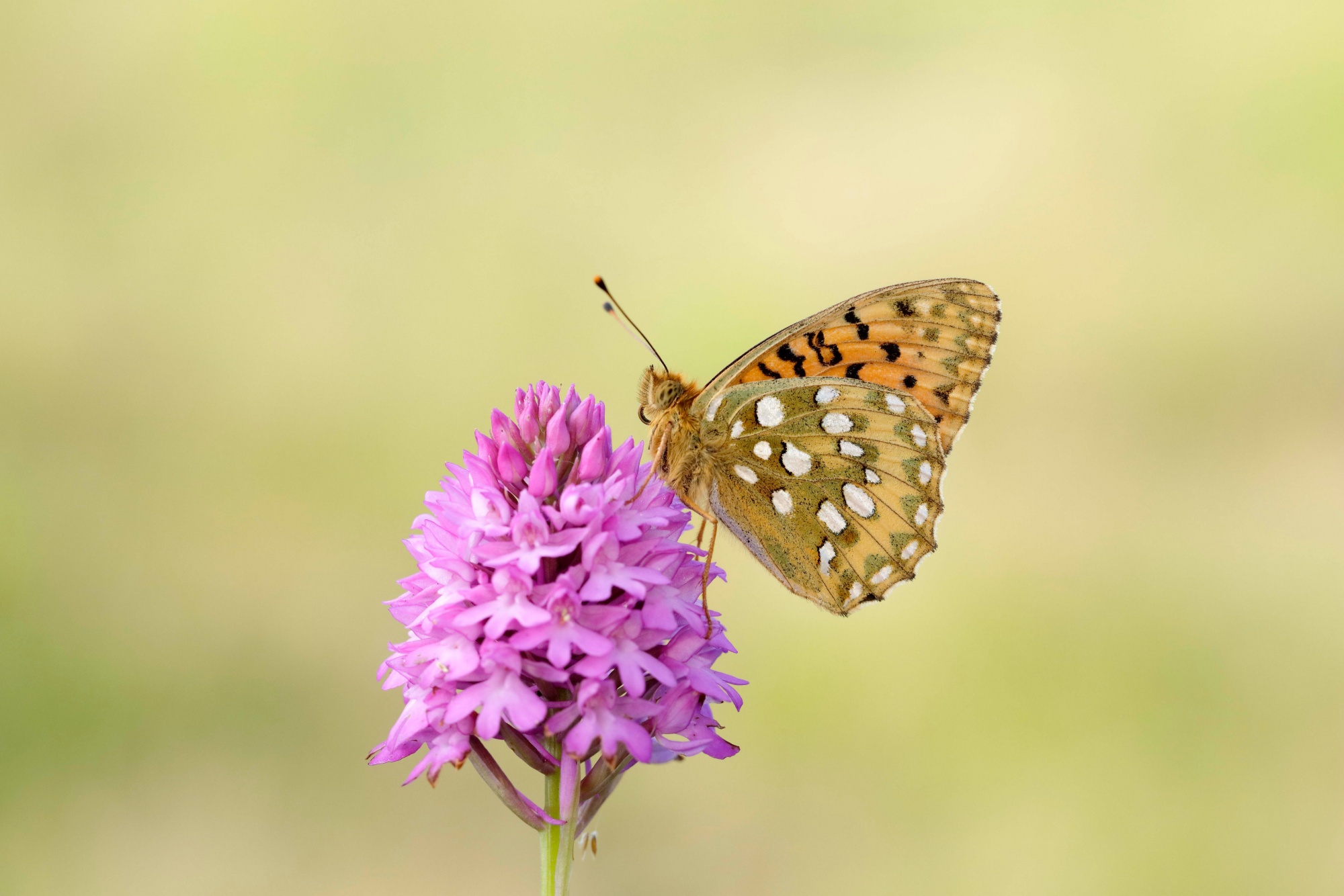 Dark Green Fritillary Credit Iain H Leach 1