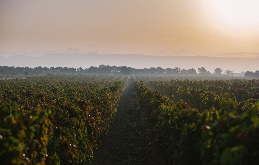 Purato Wines, Green to the Extreme