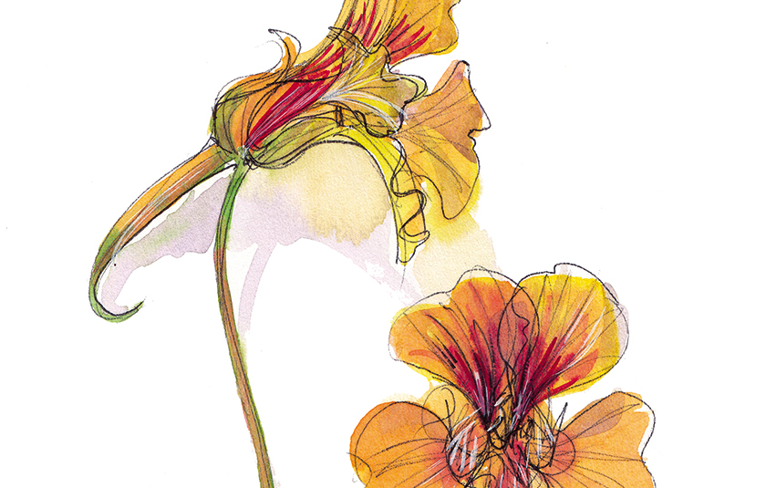 Nasturtium flowers crop