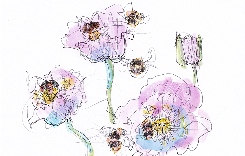 bees on poppies crop