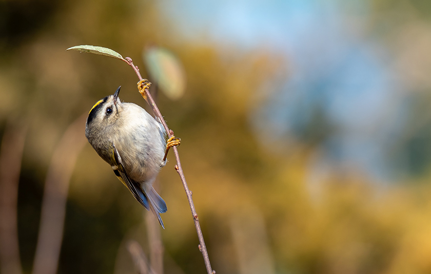 Pic patrice bouchard